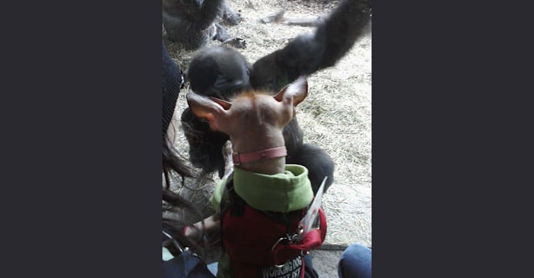 Photo of Little Stinky Baby, a Xoloitzcuintli mix in Tacoma, Washington, USA