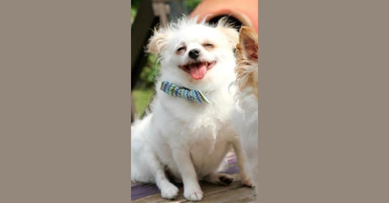 Toby, a Bichon Frise and Pekingese mix tested with EmbarkVet.com