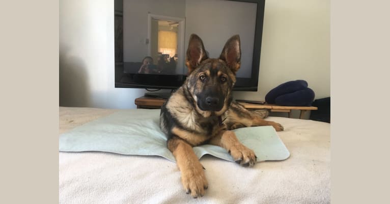 Sarge, a German Shepherd Dog tested with EmbarkVet.com