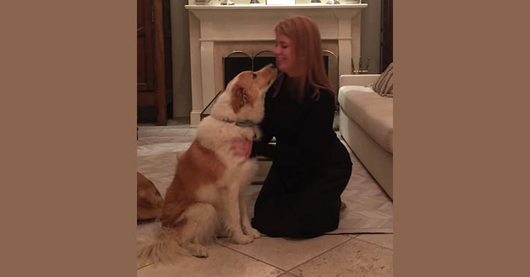 Margaux, a Great Pyrenees and Labrador Retriever mix tested with EmbarkVet.com