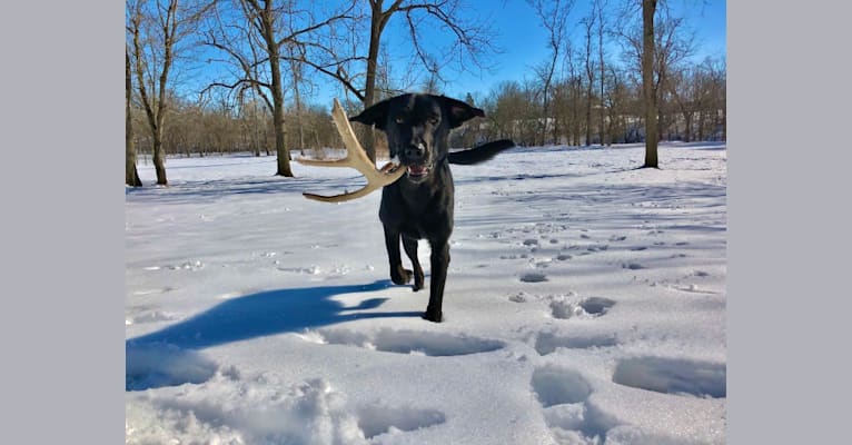 Photo of Copenhagen Longcut Wintergreen, a Golden Retriever, Labrador Retriever, Treeing Walker Coonhound, and Norwegian Elkhound mix in Lovettsville, Virginia, USA