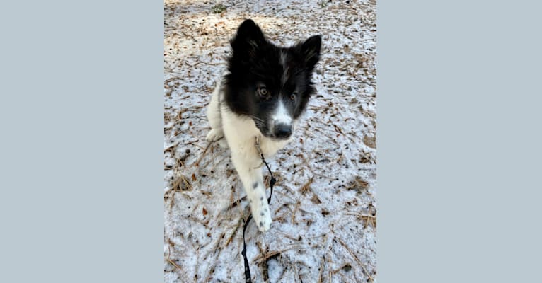 Samoyed australian shepherd mix top