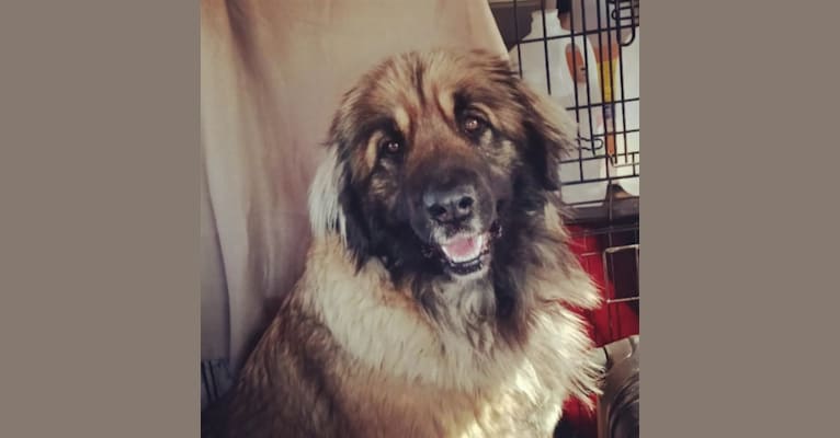 Photo of Beauty, a Leonberger  in Montana, USA