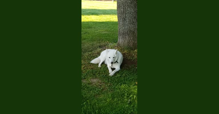 Laynah, a Siberian Husky and Alaskan-type Husky mix tested with EmbarkVet.com