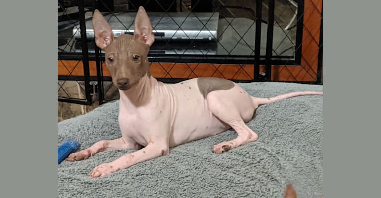 Pixel, an American Hairless Terrier tested with EmbarkVet.com