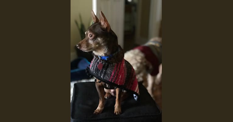 Ziggy, a Chihuahua and Dachshund mix tested with EmbarkVet.com