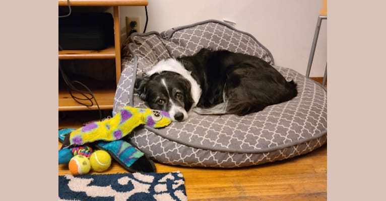 Photo of Billy, a Border Collie and American Pit Bull Terrier mix in Sunnyside, Washington, USA