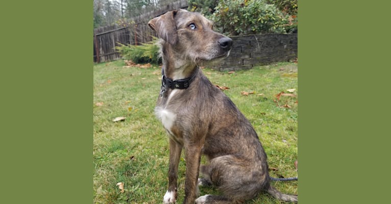 Embark Dog DNA Test Breed