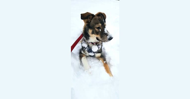 Bruno, a German Shepherd Dog and Siberian Husky mix tested with EmbarkVet.com