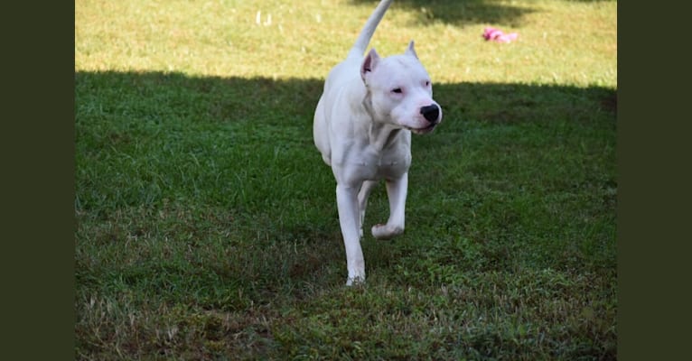 Zeus, a Dogo Argentino tested with EmbarkVet.com