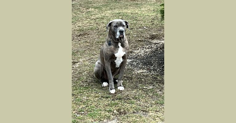 Embark Dog DNA Test Breed