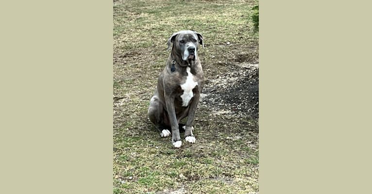 Brody, an American Bulldog and Neapolitan Mastiff mix tested with EmbarkVet.com