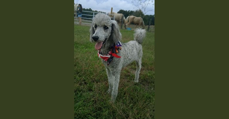 Mercy, a Poodle (Standard) tested with EmbarkVet.com