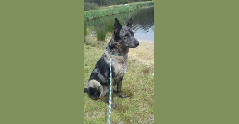 Troy, a German Shepherd Dog and Labrador Retriever mix tested with EmbarkVet.com