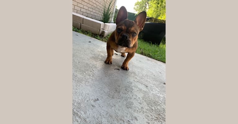 Photo of Tchoup, a French Bulldog  in New Orleans, Louisiana, USA