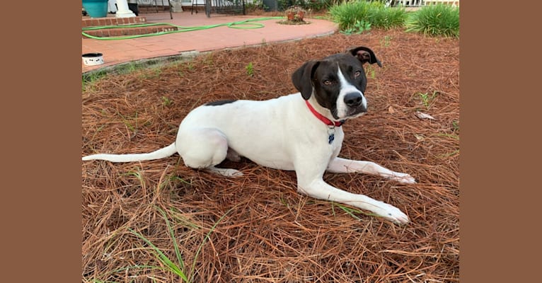 Anakin, an American Foxhound and American Pit Bull Terrier mix tested with EmbarkVet.com