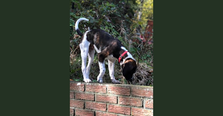 Smudge, a Golden Retriever and Boston Terrier mix tested with EmbarkVet.com