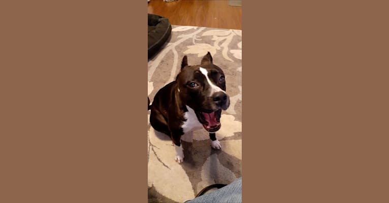 Photo of Rebel, an American Staffordshire Terrier  in Minnesota, USA