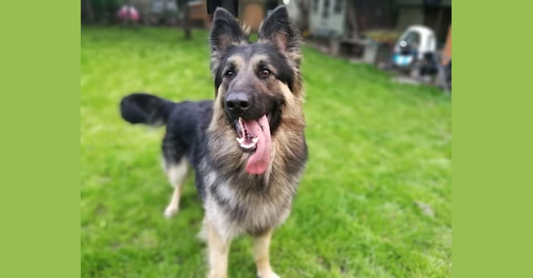 Marshall, a German Shepherd Dog tested with EmbarkVet.com