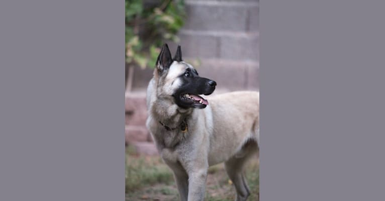 Max, an Akita and German Shepherd Dog mix tested with EmbarkVet.com