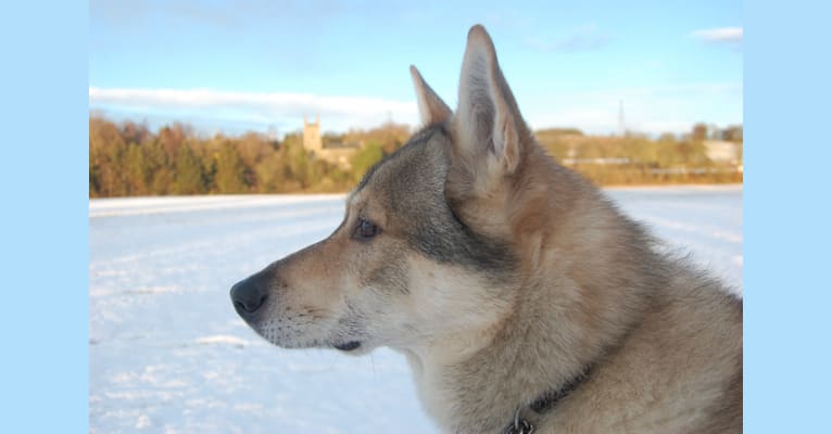 Ayasca, a German Shepherd Dog and Siberian Husky mix tested with EmbarkVet.com