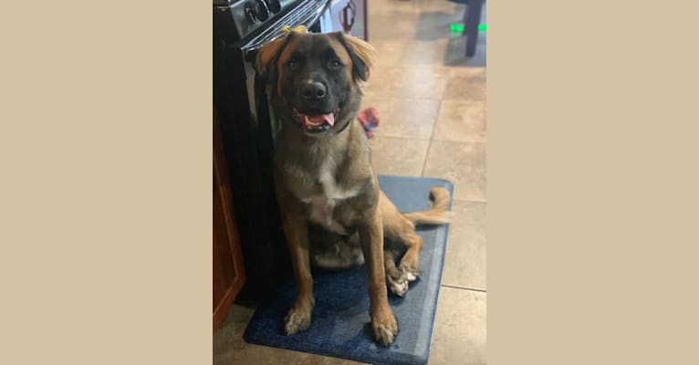 Diego, a Mastiff and German Shepherd Dog mix tested with EmbarkVet.com