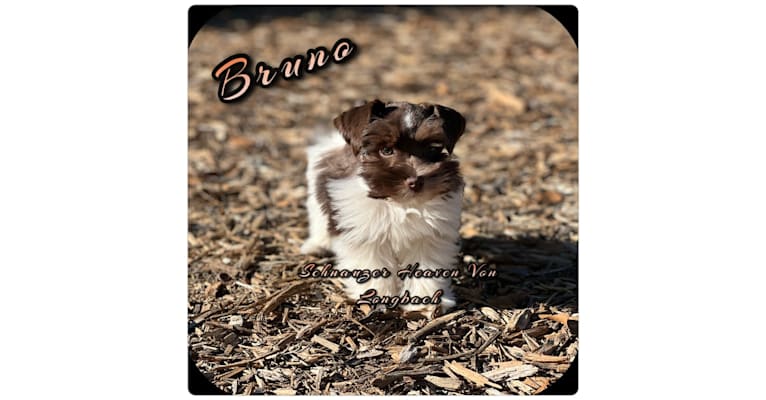 Bruno, a Miniature Schnauzer tested with EmbarkVet.com