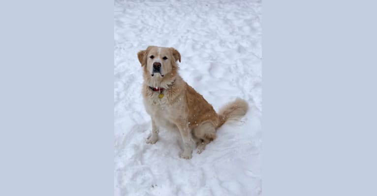 Zeus, a Saint Bernard and Anatolian Shepherd Dog mix tested with EmbarkVet.com