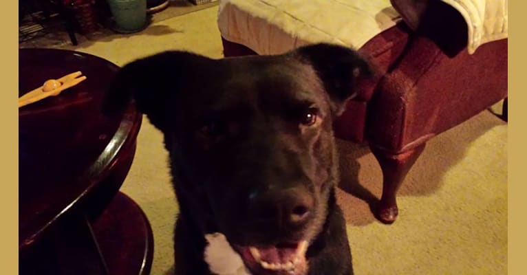 Bertie, a Labrador Retriever and Boxer mix tested with EmbarkVet.com