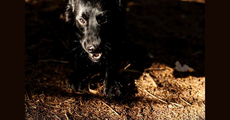 Malice aka Malicidal, a Belgian Malinois and German Shepherd Dog mix tested with EmbarkVet.com