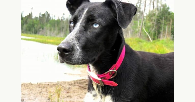 Zyra, an Alaskan-type Husky tested with EmbarkVet.com