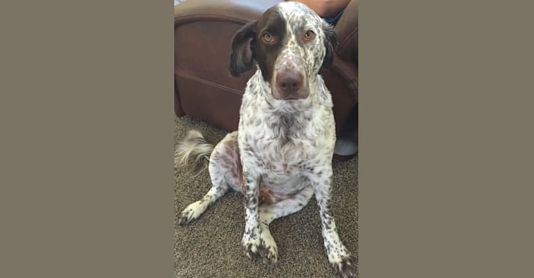 Patches, an English Springer Spaniel and Australian Cattle Dog mix tested with EmbarkVet.com
