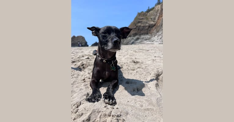 Fay, a Rat Terrier and Chihuahua mix tested with EmbarkVet.com
