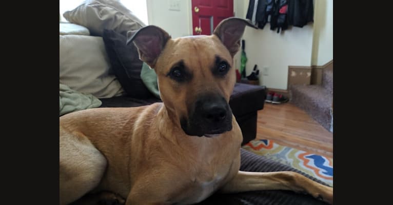Finn, an American Pit Bull Terrier tested with EmbarkVet.com
