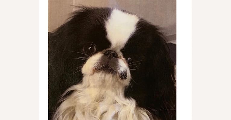 Photo of Charlee, a Japanese Chin 