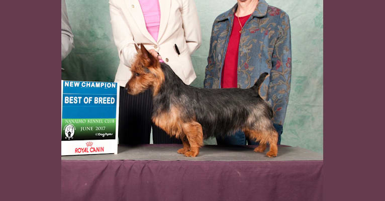 Photo of Cruise, an Australian Terrier  in North Saanich, BC, Canada