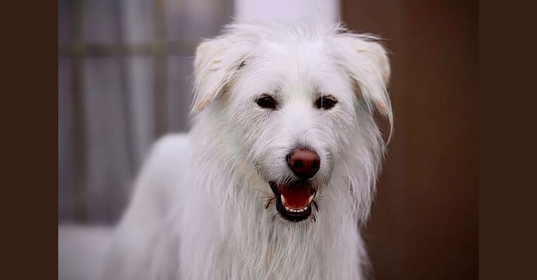 MARTY, a Japanese or Korean Village Dog tested with EmbarkVet.com