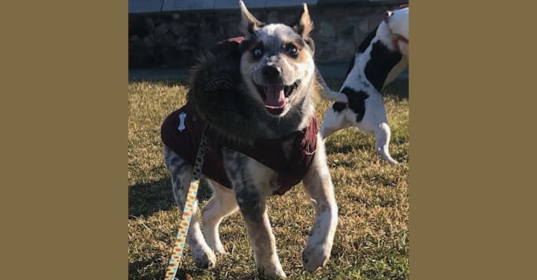 Photo of Flora, an Australian Cattle Dog, Siberian Husky, Alaskan Malamute, and German Shepherd Dog mix in Texas, USA