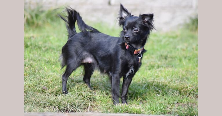 Photo of Emiliya, a Chihuahua  in Oregon, USA