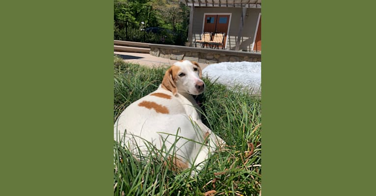 Photo of Sasha, an American Foxhound  in Raleigh, NC, USA