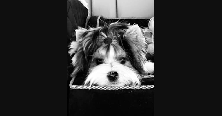 Ryder, a Biewer Terrier tested with EmbarkVet.com