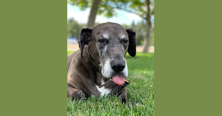 Simon, a Great Dane and Pembroke Welsh Corgi mix tested with EmbarkVet.com