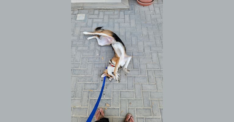 Photo of Buddy, an Arabian Village Dog  in Manama, Capital Governorate, Bahrain