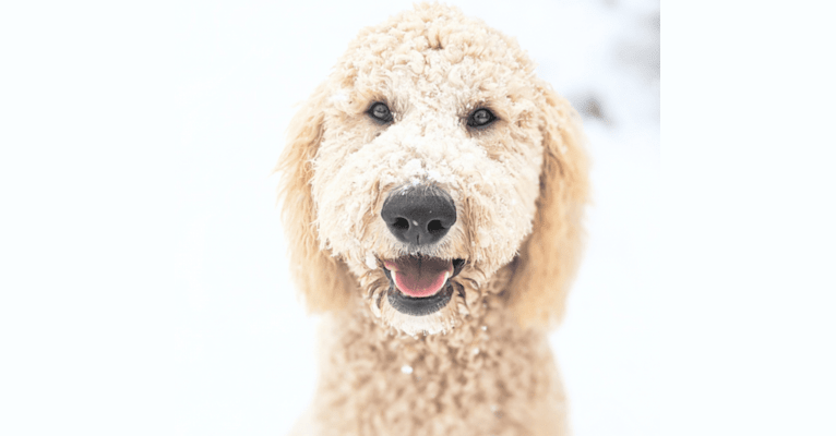 Photo of Sunny, a Goldendoodle  in Phoenix, AZ, USA