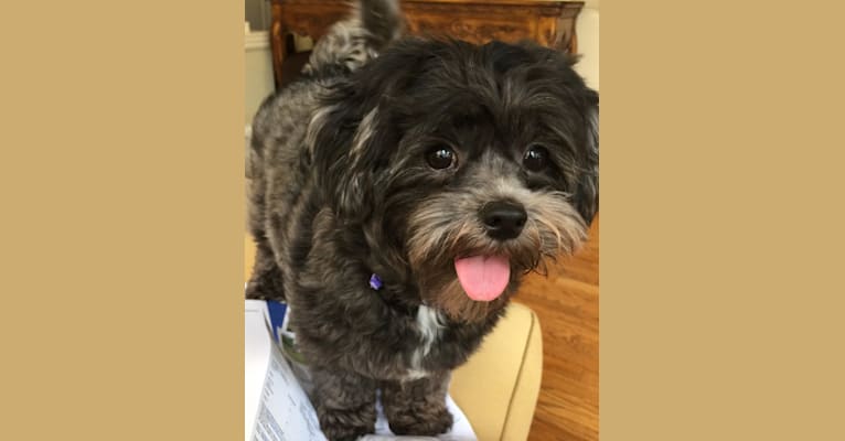 Betsy Bug, a Shih Tzu and Poodle (Small) mix tested with EmbarkVet.com