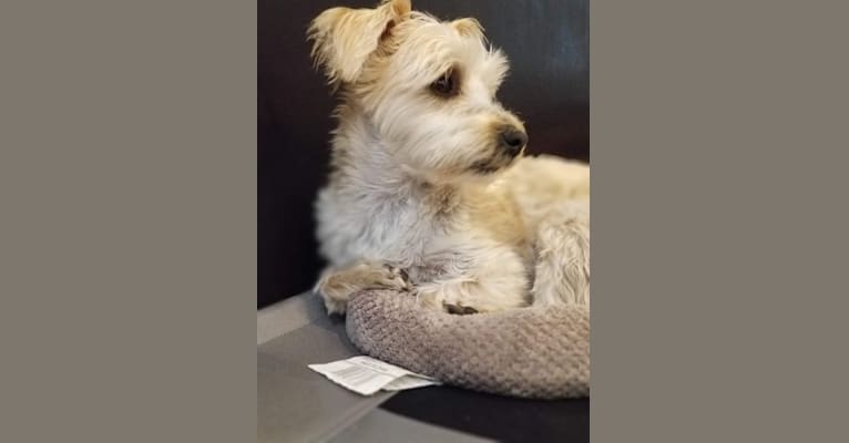 Bear, a Morkie tested with EmbarkVet.com