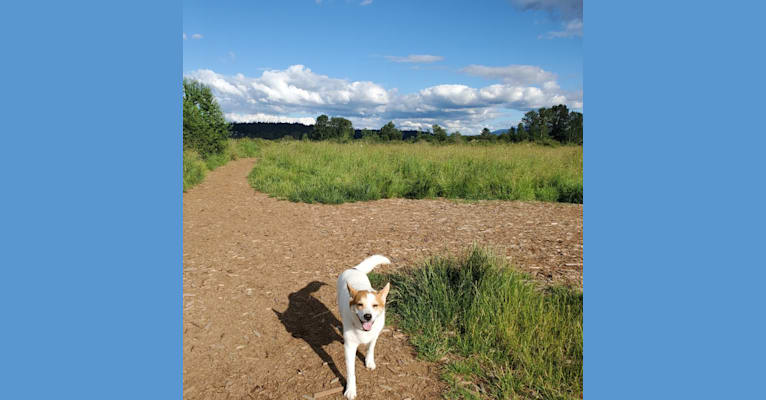 Photo of Lucy, an Australian Cattle Dog, Siberian Husky, Chow Chow, German Shepherd Dog, and Labrador Retriever mix in Redmond, Washington, USA