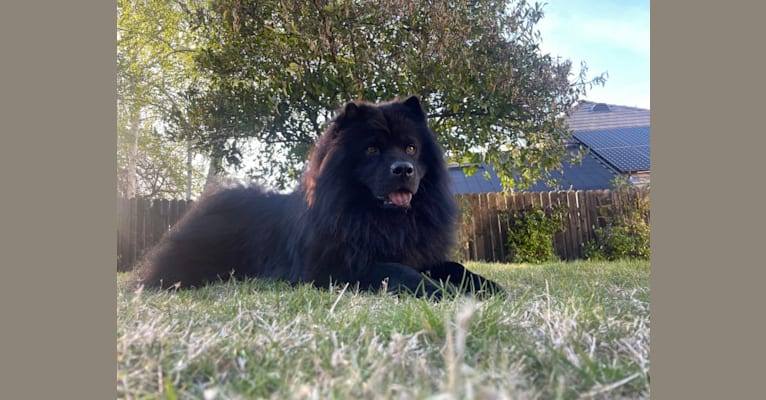 Hagrid, a Chow Chow tested with EmbarkVet.com
