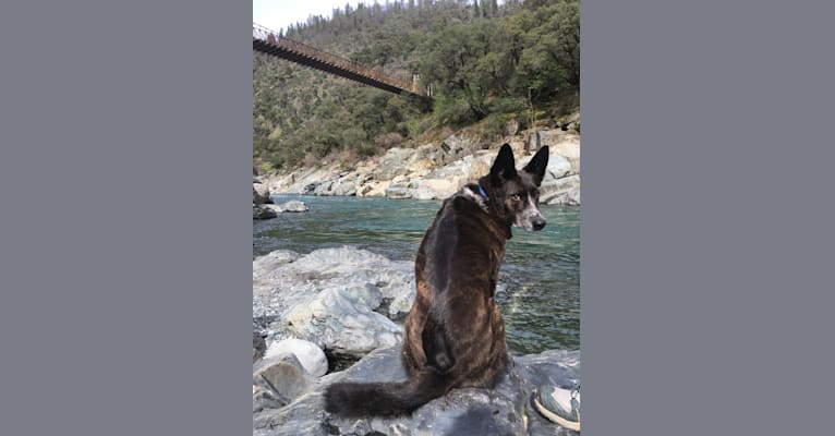 Lou, an Australian Cattle Dog and German Shepherd Dog mix tested with EmbarkVet.com