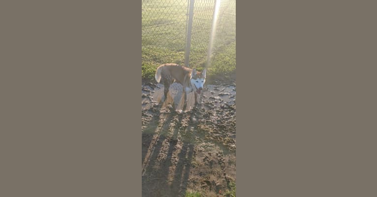 Photo of Hazel, a Siberian Husky  in Euless, Texas, USA
